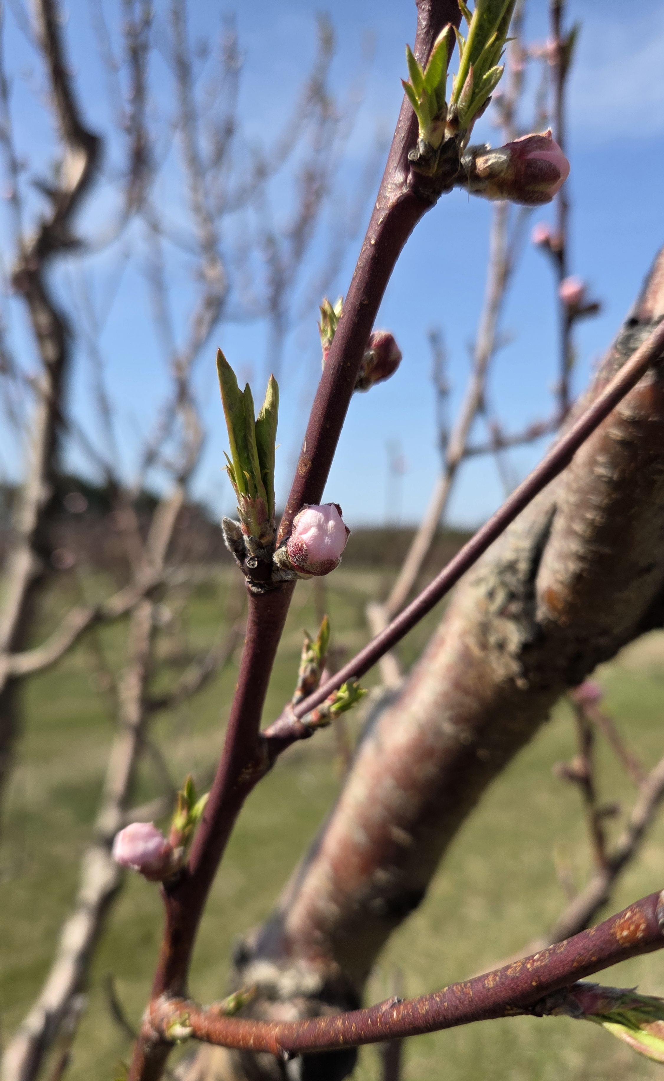 A peach tree ready to bloom.